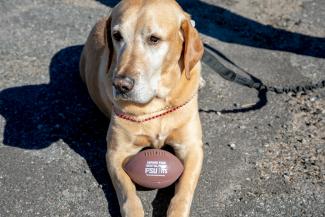 Dog with football